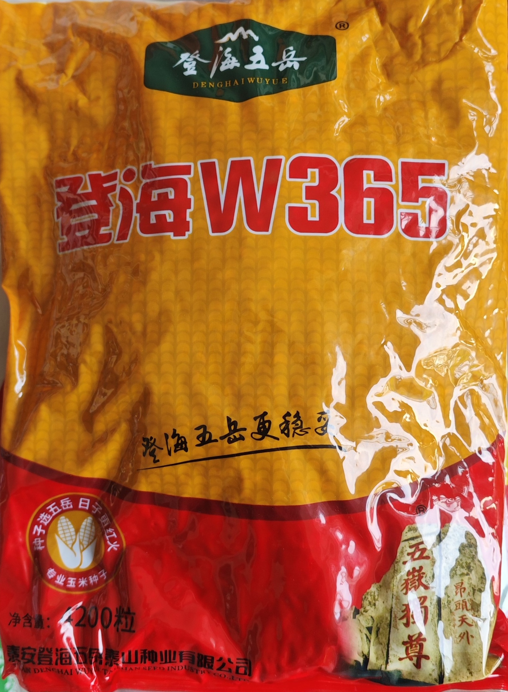 登海W365玉米种苞米种抗病高产