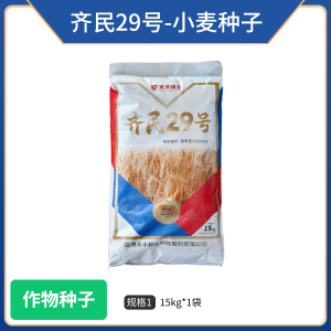 齐民29号-小麦种子